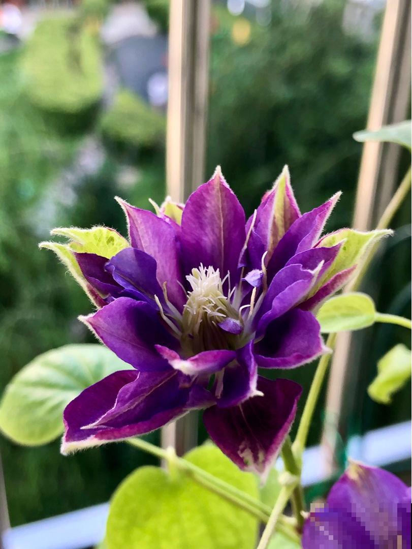 春天花园里的快乐，铁线莲该上场了，种在阳台庭院都合适