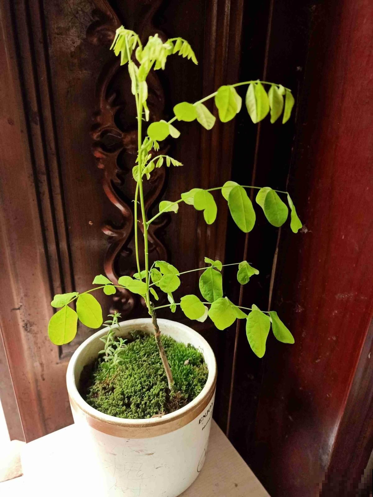 自古不能种在家里的树，到底是迷信还是科学？