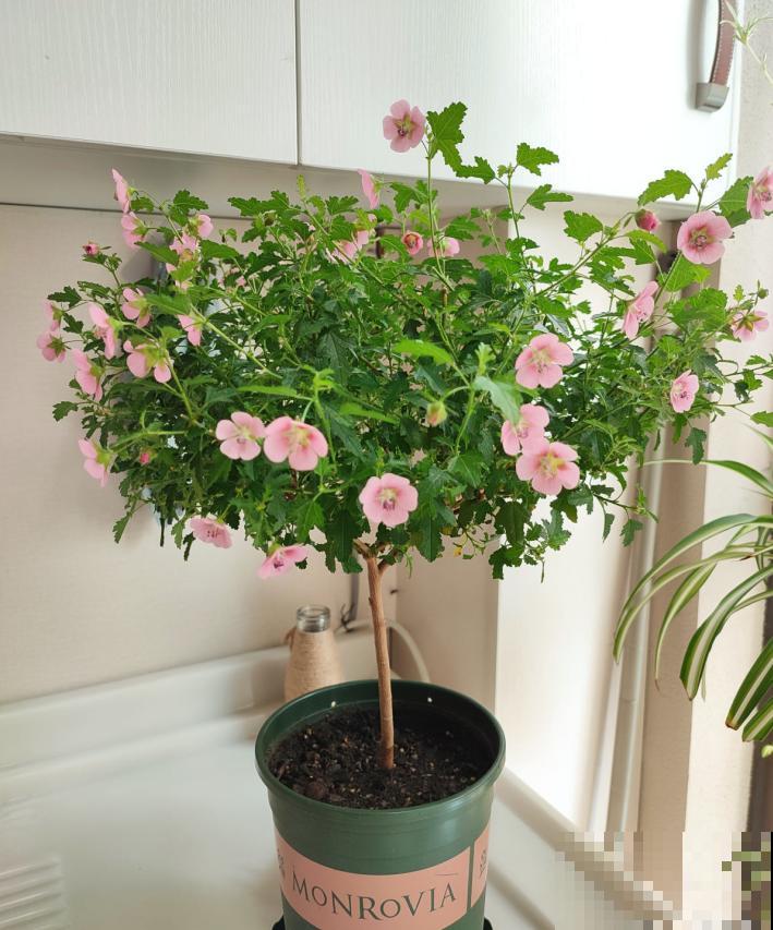 花量大的小木槿,一次性开花上千朵,开成粉色小花树! 花量大的小木槿,一次性开花上千朵,开成粉色小花树!