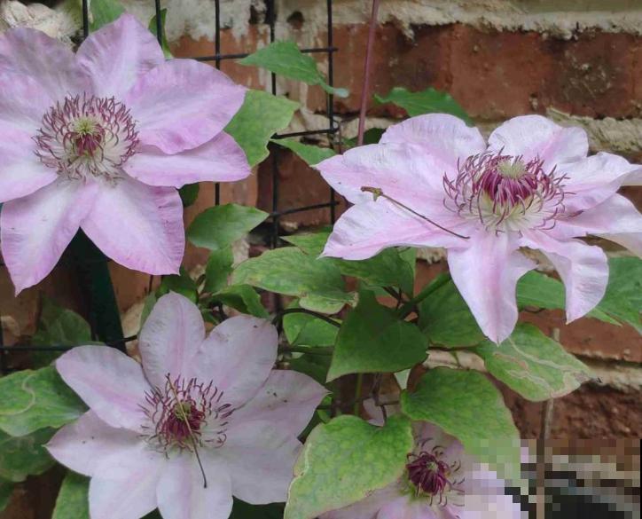 铁线莲叶子枯萎,不要着急,学会这4步轻松解决 铁线莲叶子枯萎,不要着急,学会这4步轻松解决