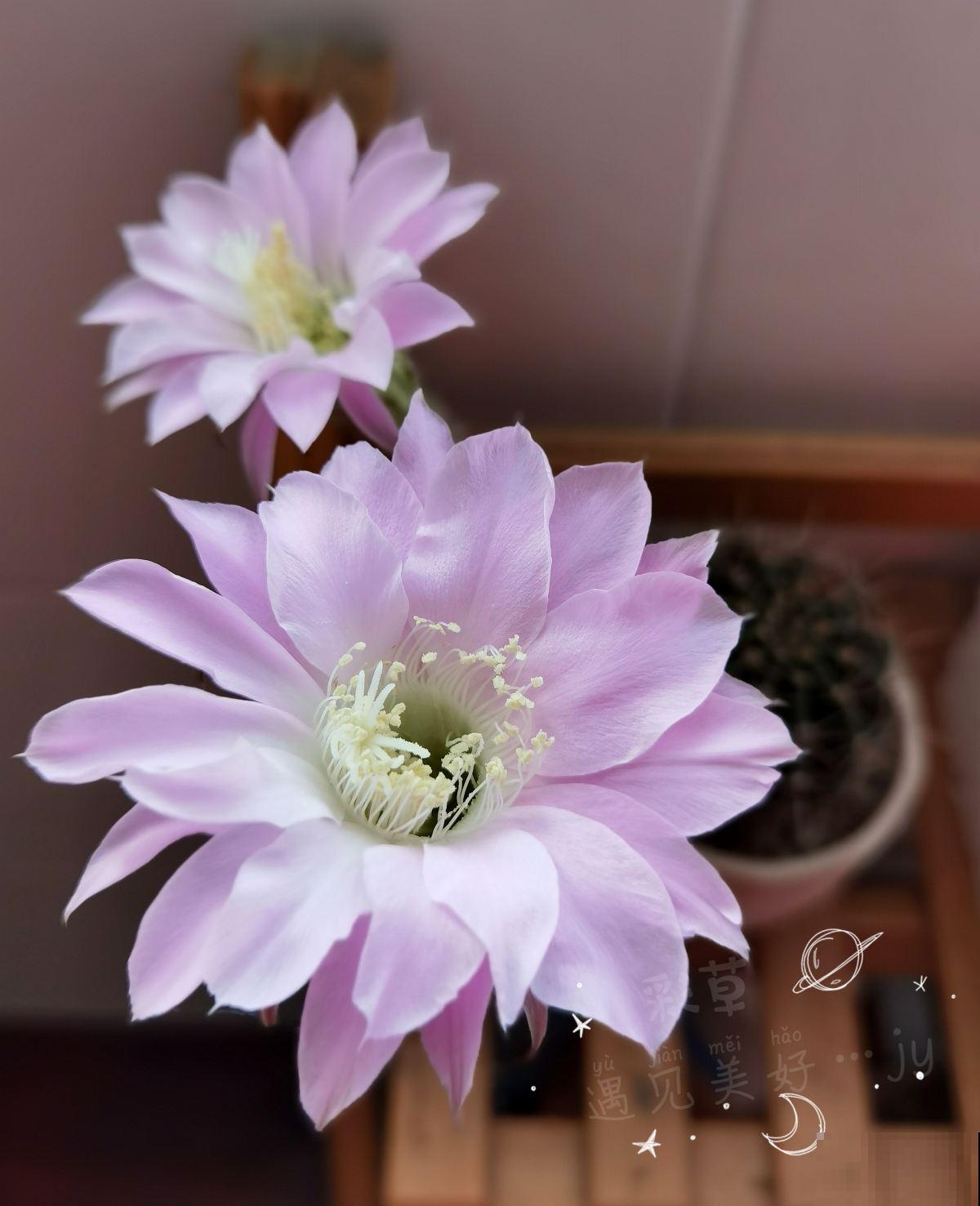 美到令人惊艳的仙人掌花，今年必须入手一盆，开花后跟荷花一样美