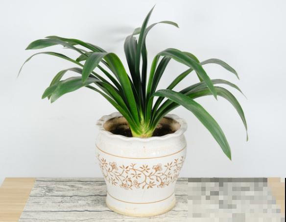 君子兰空根不要急,记住这4点,重新种植还有救 君子兰空根不要急,记住这4点,重新种植还有救