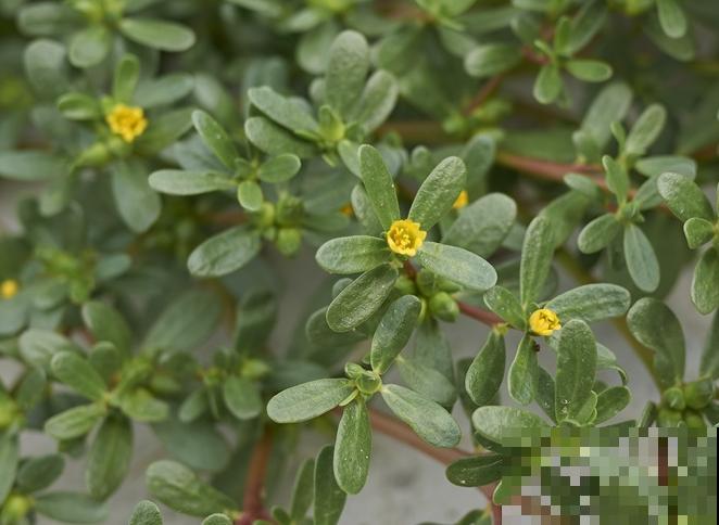 田地里有杂草不着急，知道这5种除草剂，轻松应对不同杂草