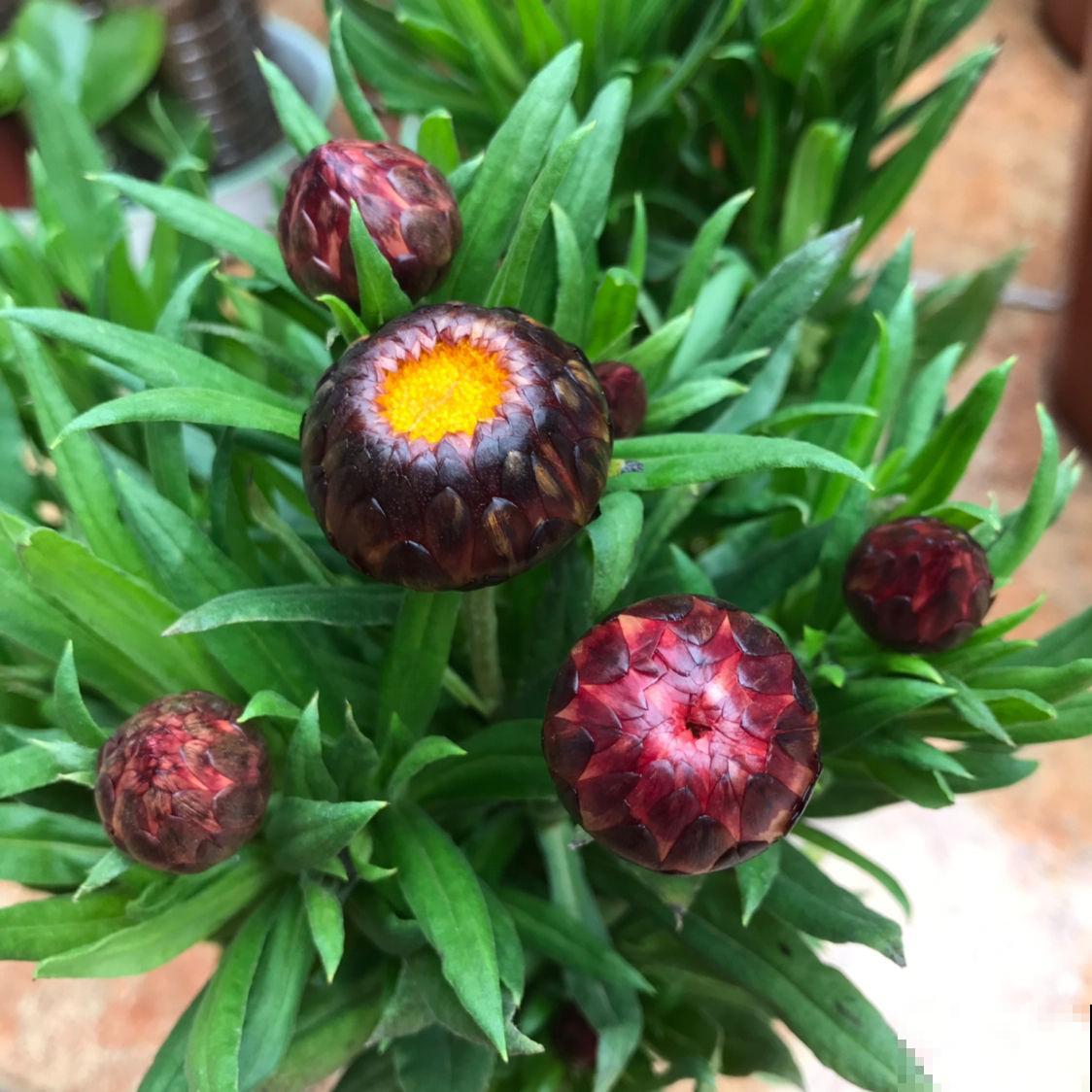 蜡菊被称为“永生花”,自带油画气质,花不谢根不烂,好看又好玩 蜡菊被称为“永生花”,自带油画气质,花不谢根不烂,好看又好玩