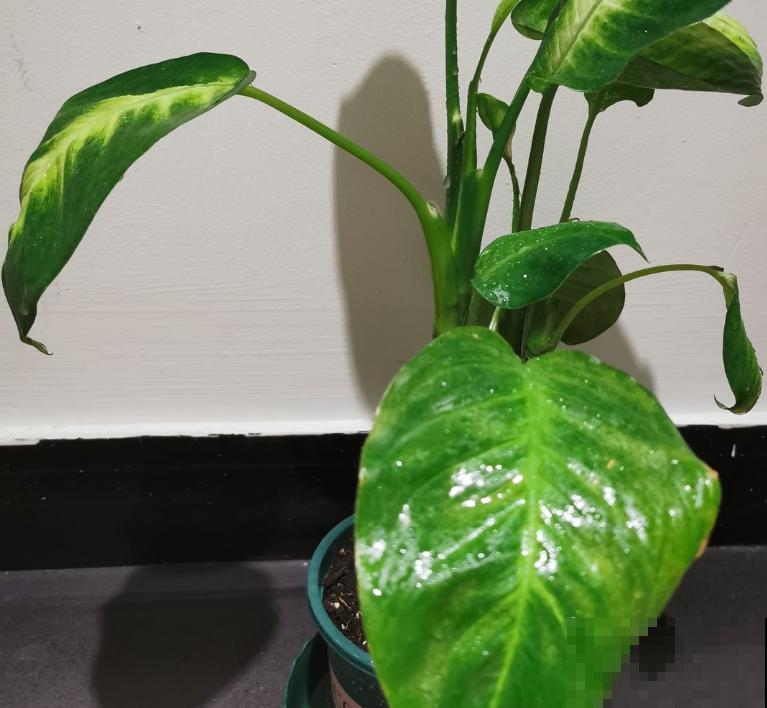 万年青掰个枝条,插土里就能活,1盆变多盆 万年青掰个枝条,插土里就能活,1盆变多盆