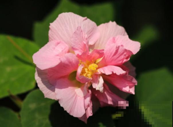 想要只要木芙蓉的种植方法，来看看这4点，轻松种植