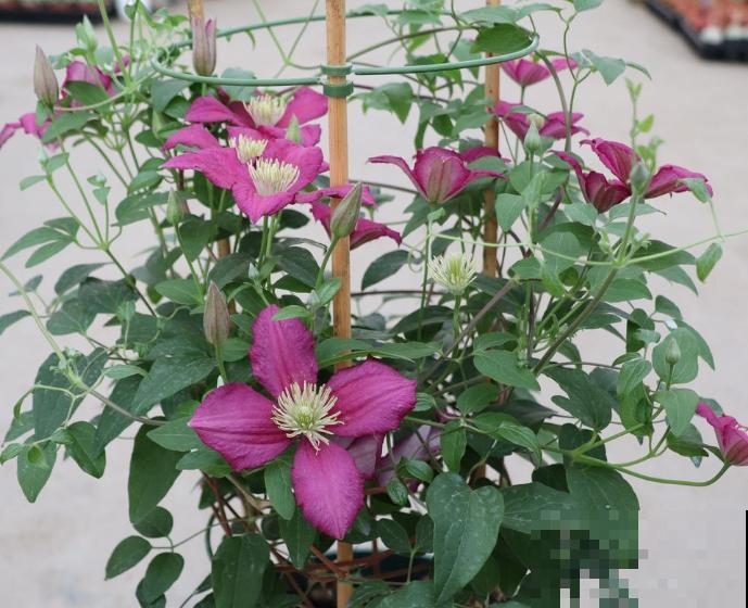 铁线莲叶子枯萎，不要着急，学会这4步轻松解决