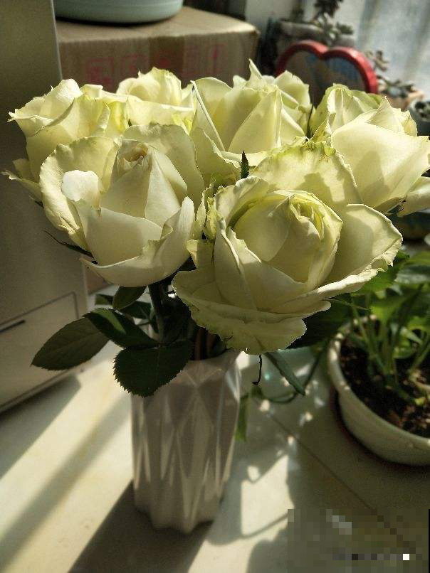 女人如玫瑰，每天用点玫瑰花，养颜养身体