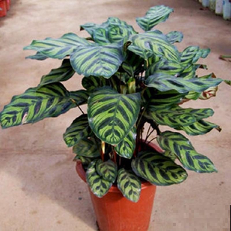 青苹果竹芋水培，学会这5步，养殖很简单