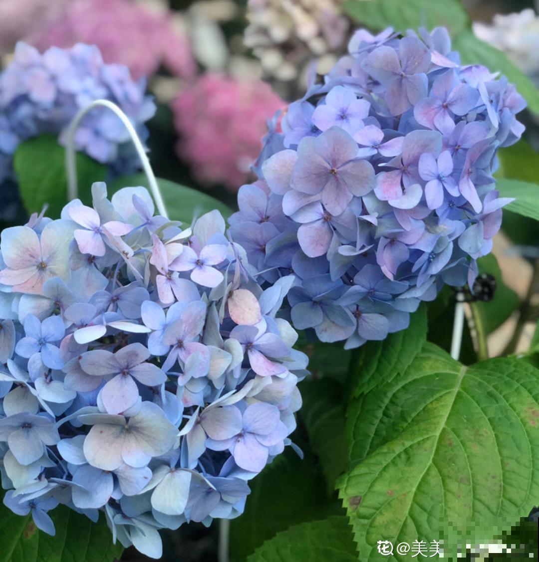 3个症状，说明花缺肥了，赶快补上，下个月大爆花