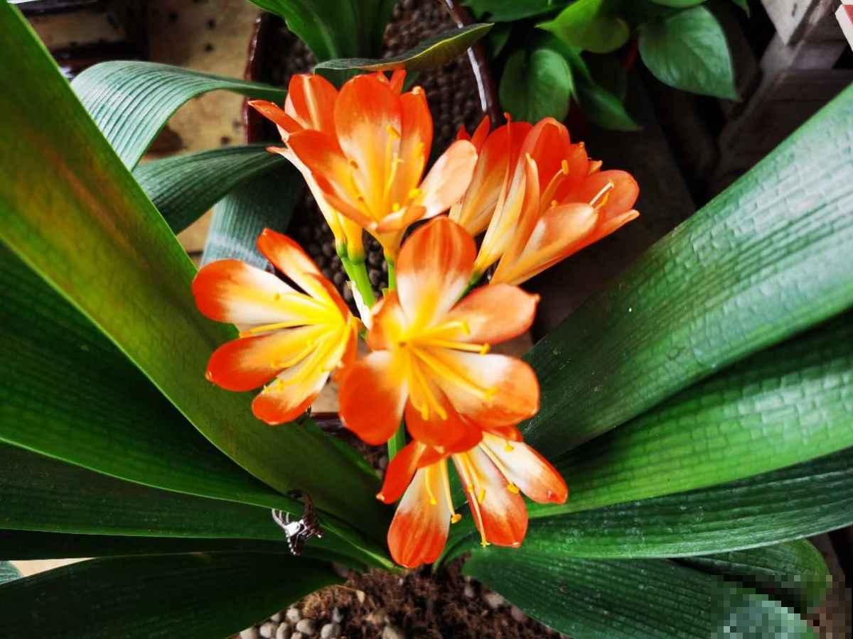 君子兰“苏醒”的2个信号，及时补水补肥，花苞蹭蹭长