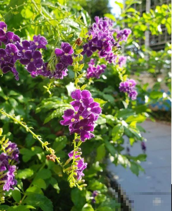 蕾丝金露花，耐热耐晒耐修剪，剪几下，变成“爆盆花”！