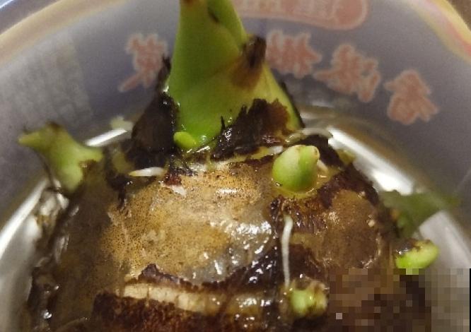 芋头种植简单,学会这4步,轻松管理 芋头种植简单,学会这4步,轻松管理