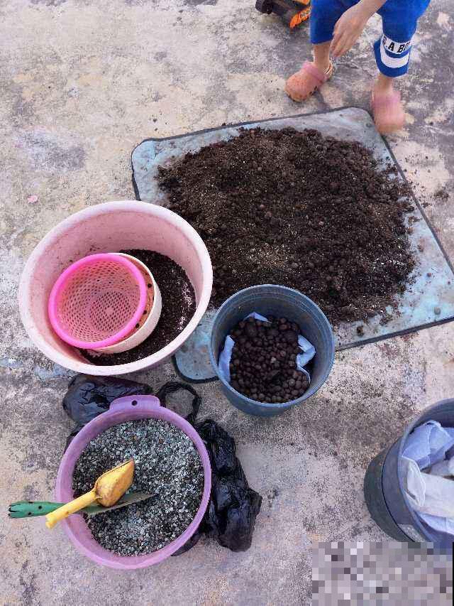 换盆加“肥料”,土壤肥的流油,还不用花钱 换盆加“肥料”,土壤肥的流油,还不用花钱