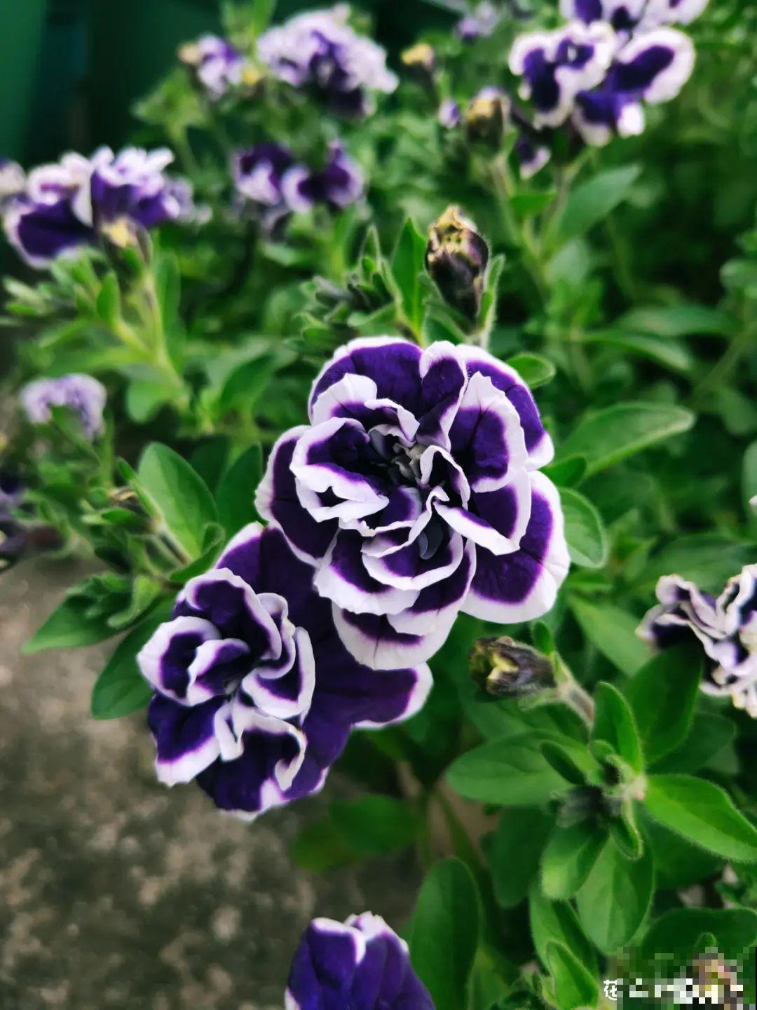 养盆矮牵牛,狠心剪几刀,轻松爆开满盆花,小阳台最爱! 养盆矮牵牛,狠心剪几刀,轻松爆开满盆花,小阳台最爱!