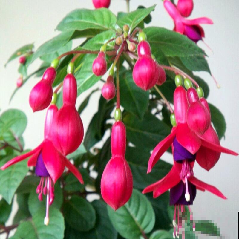 要想繁殖灯笼花，这3种方法最合适，成活率较高