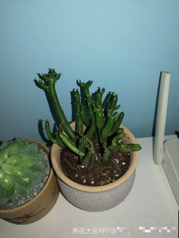 漂亮的花不是有毒就是有刺，7种不宜居家的花卉，养了赶紧搬走