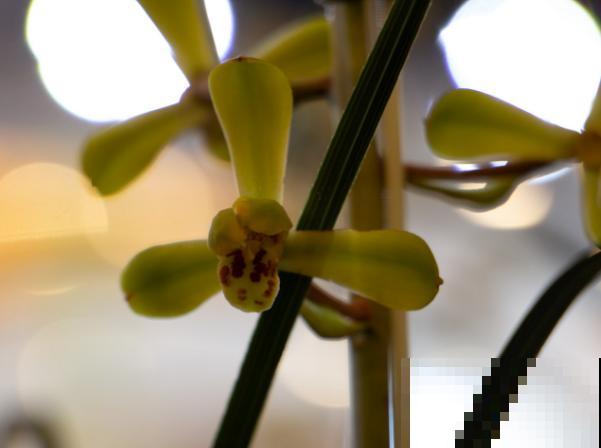 养殖兰花配土要注意，要想长势好，腐叶土树皮不能少