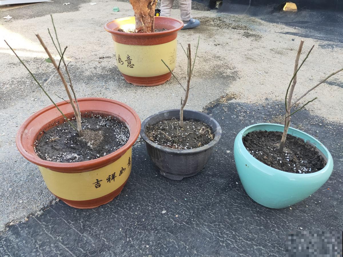 过年了还不养梅花？香味舒心颜色好看，养一盆正合适