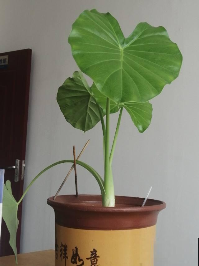 8种有毒花,养护需要远离卧室,对健康不好 8种有毒花,养护需要远离卧室,对健康不好