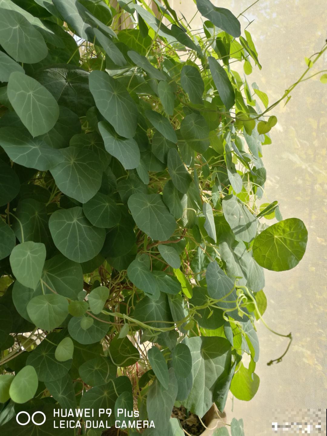 寿命长,爬藤快的“土坨”,家里养一棵,有招财进宝好兆头 寿命长,爬藤快的“土坨”,家里养一棵,有招财进宝好兆头