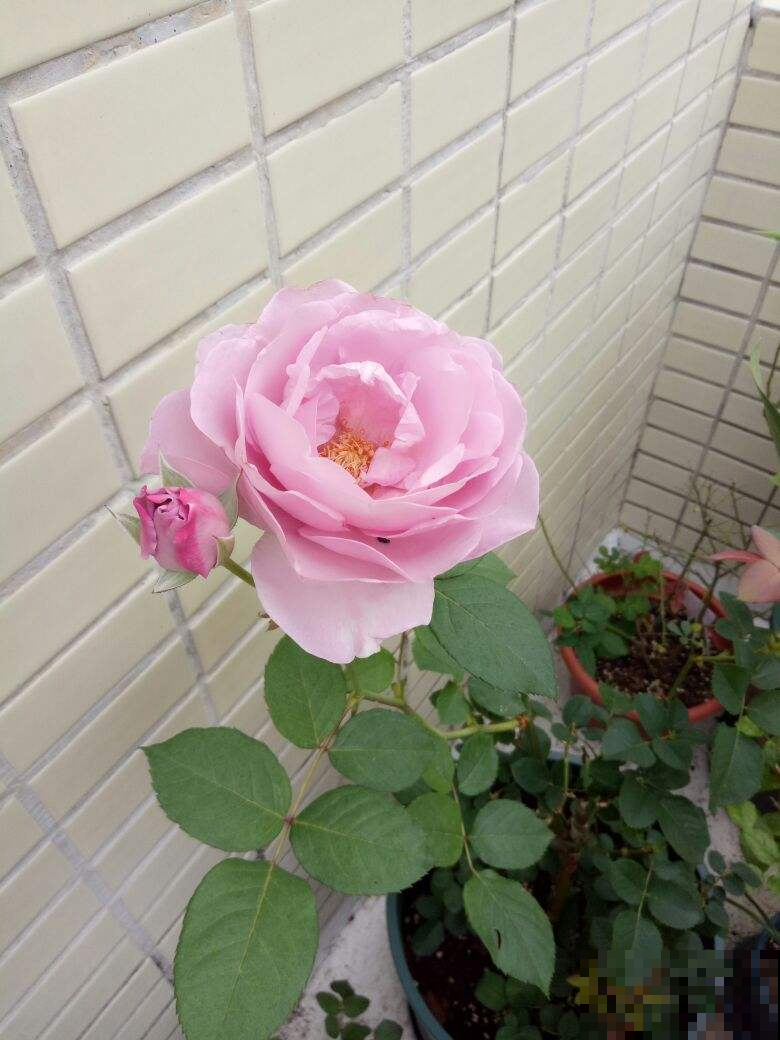 能让阳台秒变花园的4种花卉,颜值爆表花期超长,邻居看了都羡慕 能让阳台秒变花园的4种花卉,颜值爆表花期超长,邻居看了都羡慕