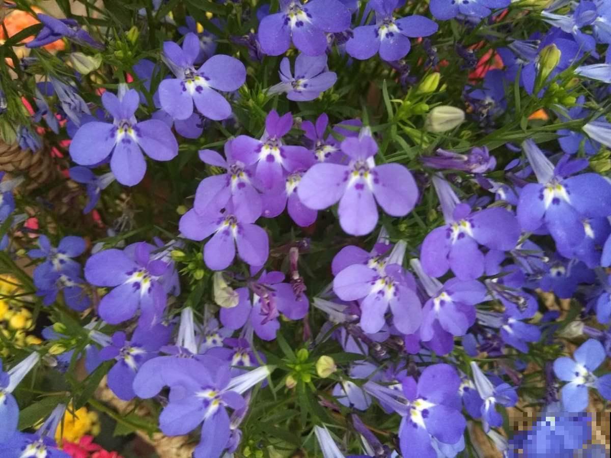 5种“垂吊花”，春天养一盆，家里开花成花墙