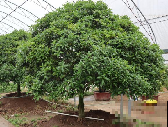 桂花树上有白色，多半是粉蚧病，采取措施及时拯救