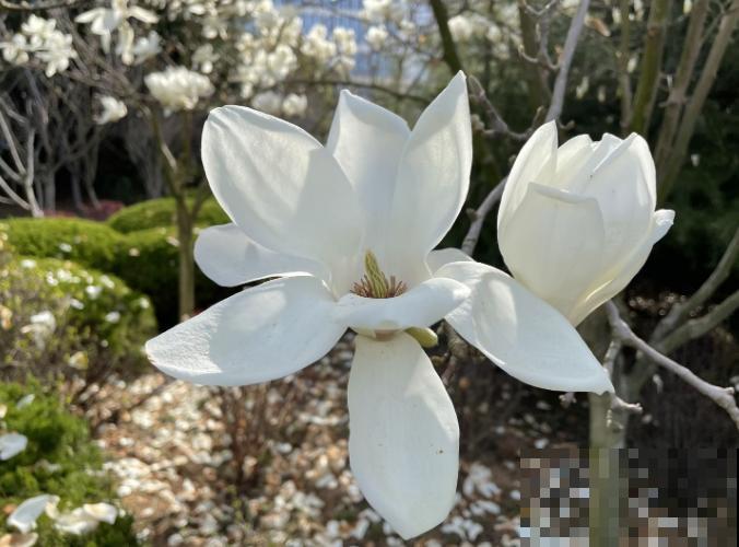 玉兰掰个枝条插水里，一个月就开花，满屋子都是香味