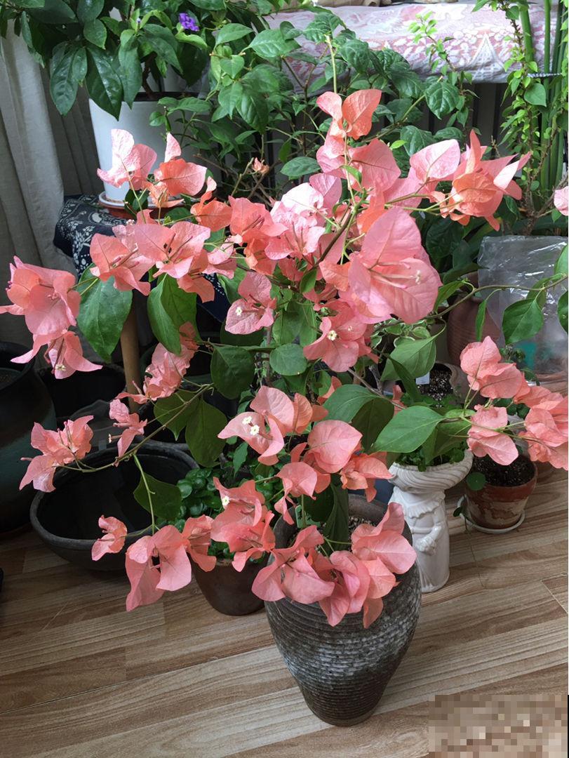 4种适合春天养的“懒人花”,越“贱养”越爆花,气质十足有格调 4种适合春天养的“懒人花”,越“贱养”越爆花,气质十足有格调