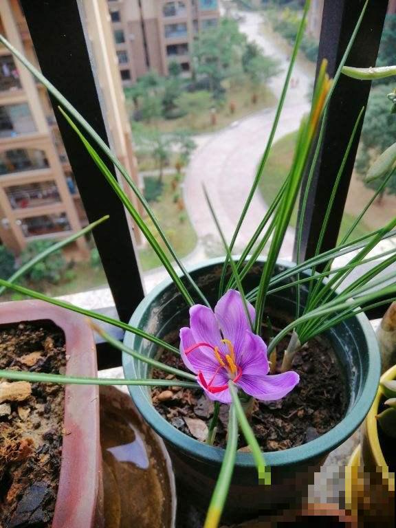 冬天适合喝的花茶，制作零成本，简单又养身