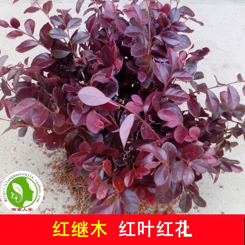 5种红色植物，养殖在院子里，好养又喜庆