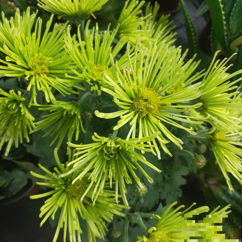 千头菊的养殖很简单，在家养一盆，做好这4点轻松爆盆