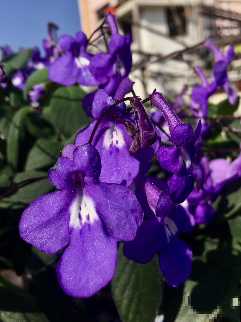 5种“垂吊花”，春天养一盆，家里开花成花墙