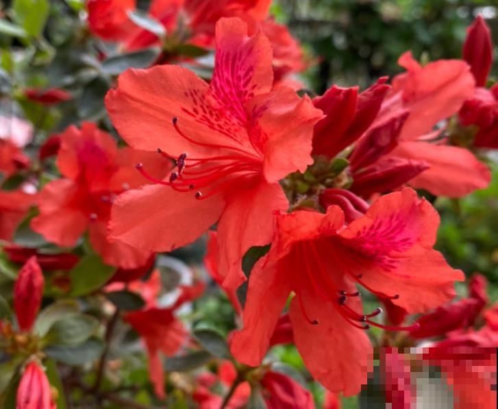 花盆里长出白毛，不要着急扔，3步就能去除