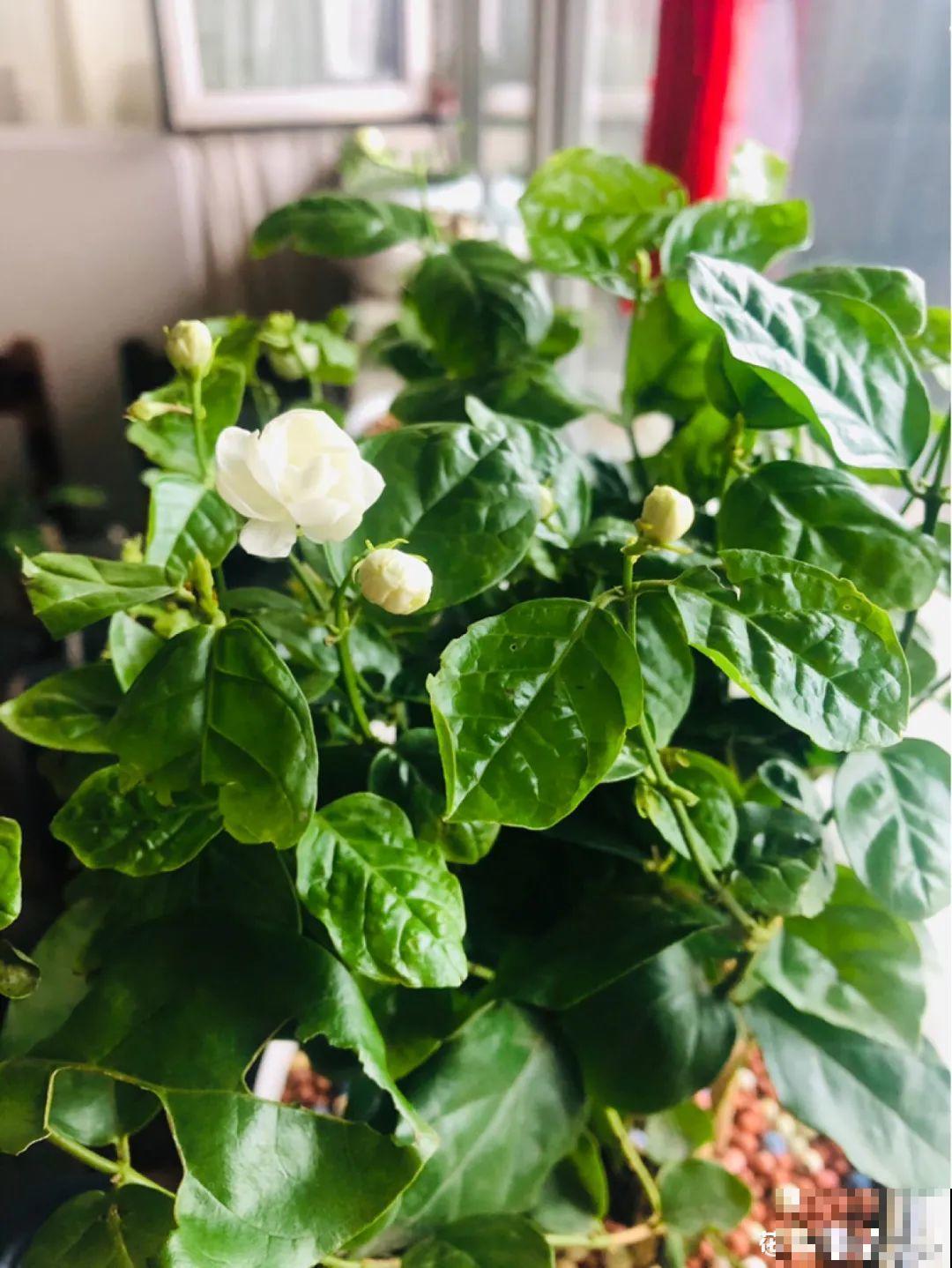 君子兰喝点油,爆花效果好,年年开出大花球 君子兰喝点油,爆花效果好,年年开出大花球