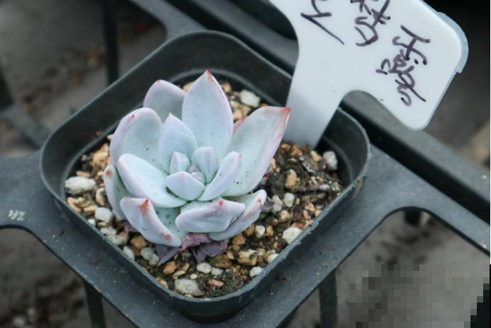 1种多肉叫“大橙子”，叶子橙色超好看，肥壮厚嘟嘟