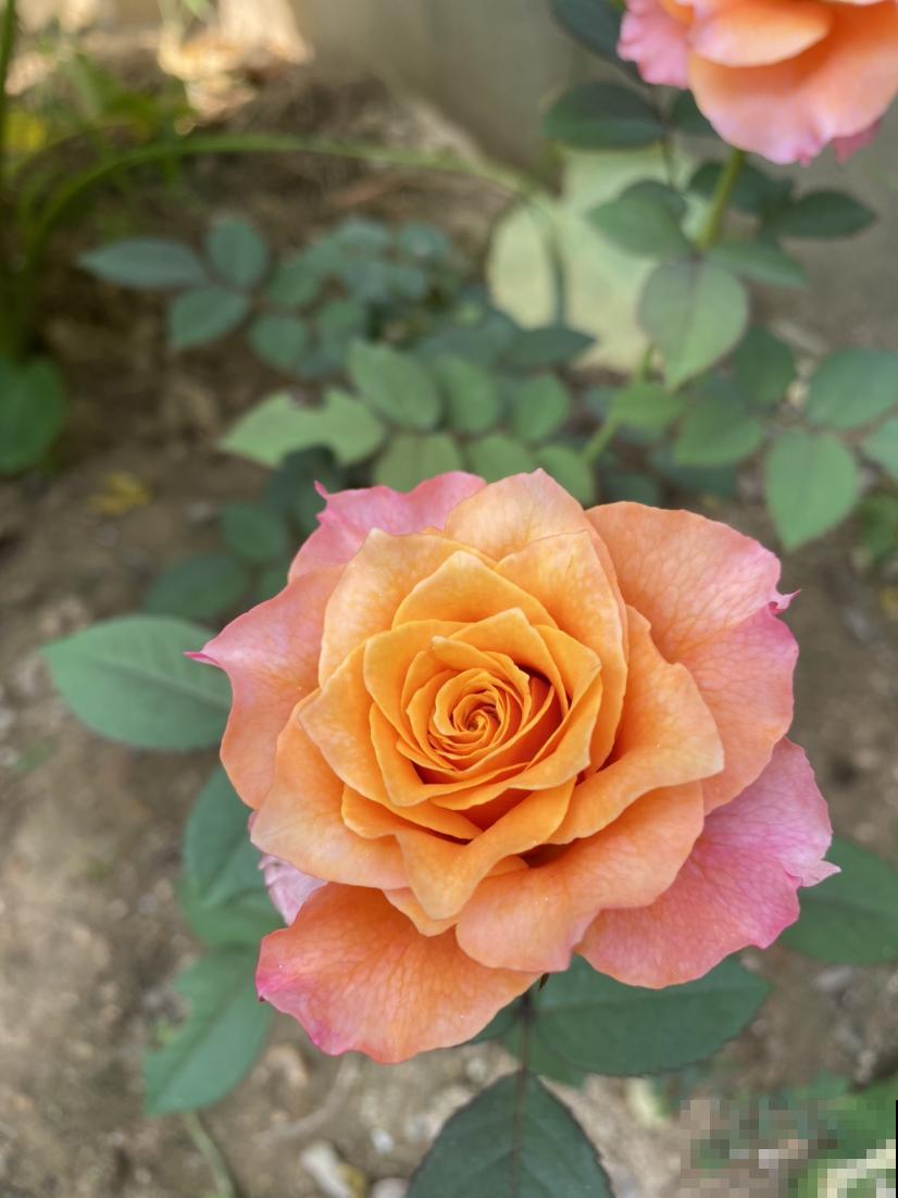 男人和女人,养花爱好大不同,看花就能看出性格 男人和女人,养花爱好大不同,看花就能看出性格