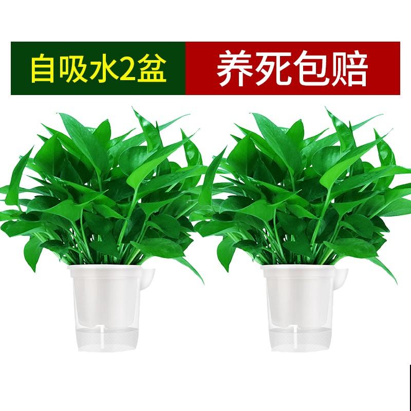 绿萝叶子滴水，不要紧张这是好现象，说明植株长势好