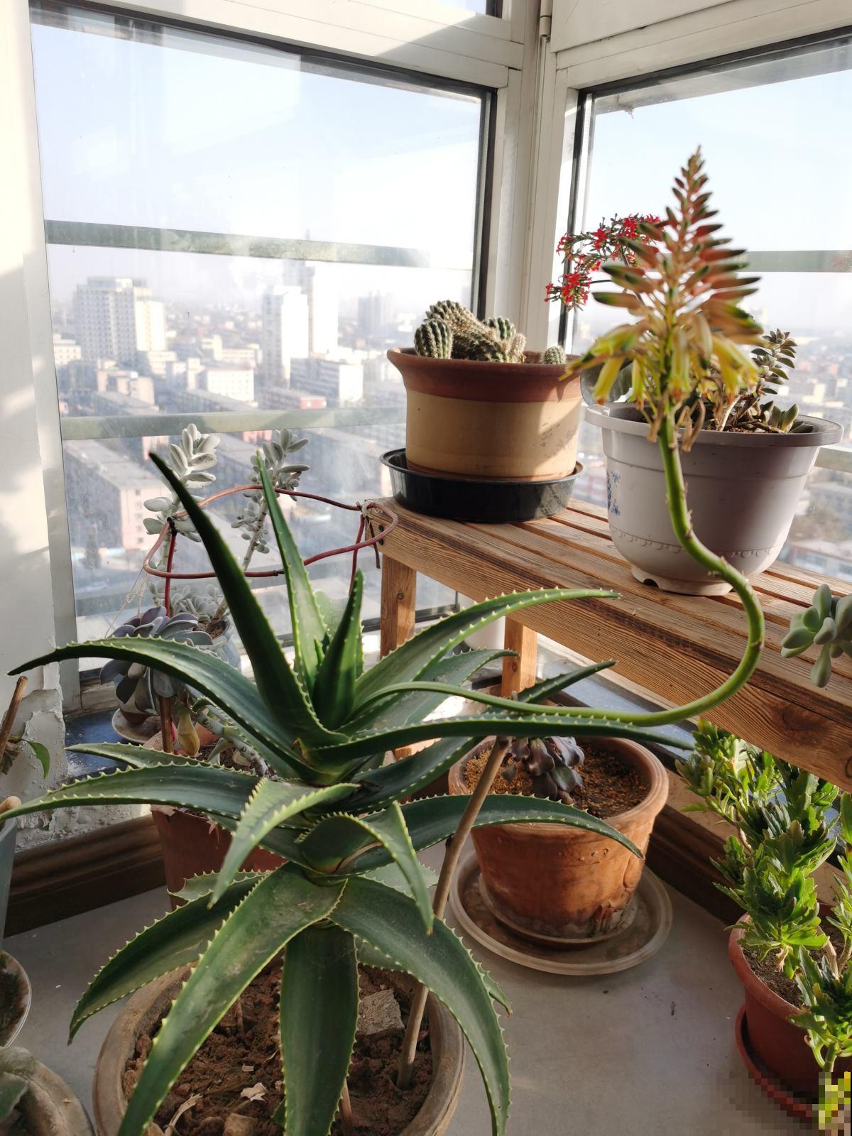 不常开花的植物，一旦开花就有“好兆头”，你养过几种？