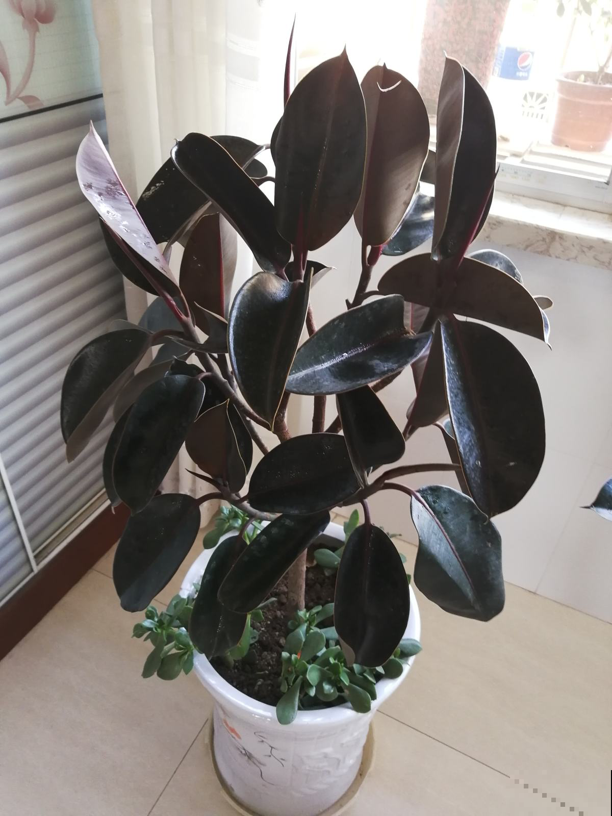 家养植物千千万,这30种都养过的,就是养花大神 家养植物千千万,这30种都养过的,就是养花大神