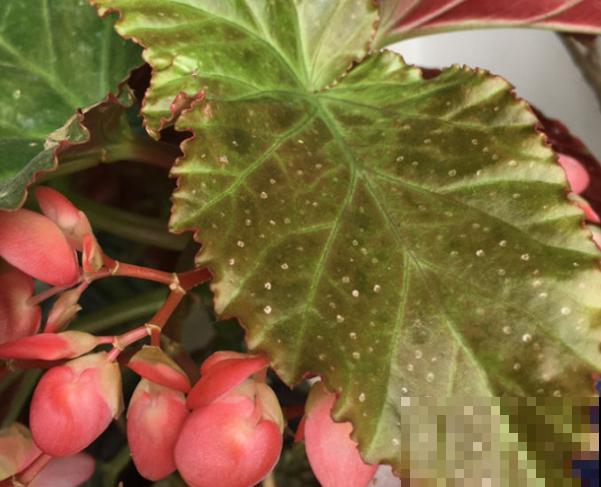 银星海棠花养殖，记住这4点，开出大花苞