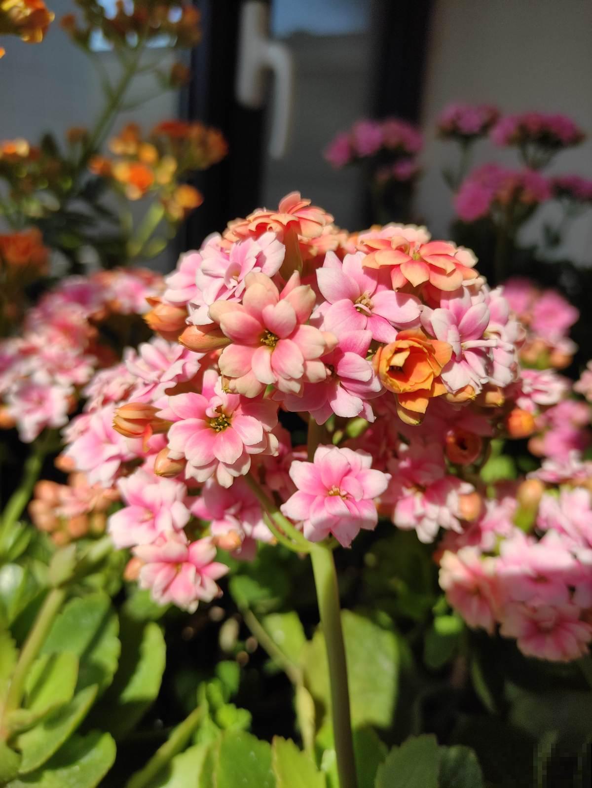 养花20年,教会了我15个人生道理,心态180°大转变 养花20年,教会了我15个人生道理,心态180°大转变