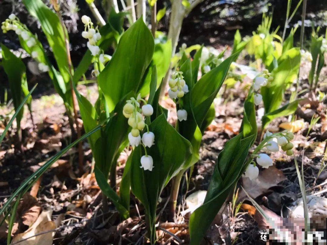 立春了，10种花最先上肥料，今年呼呼开到爆