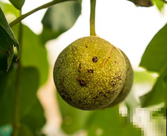 核桃树生虫子，记住这4点，及时解决