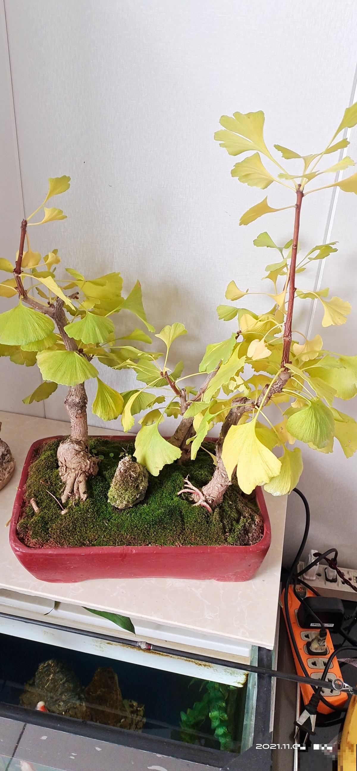 3种花，命里含“富贵”，寿命特别长