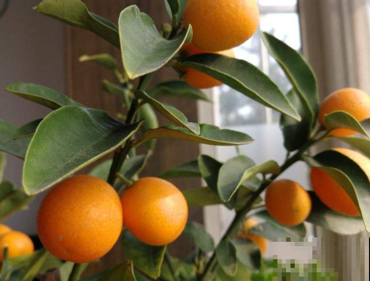 1种花天生爱“吃酸”,浇点酸酸水,叶子油绿果子壮 1种花天生爱“吃酸”,浇点酸酸水,叶子油绿果子壮