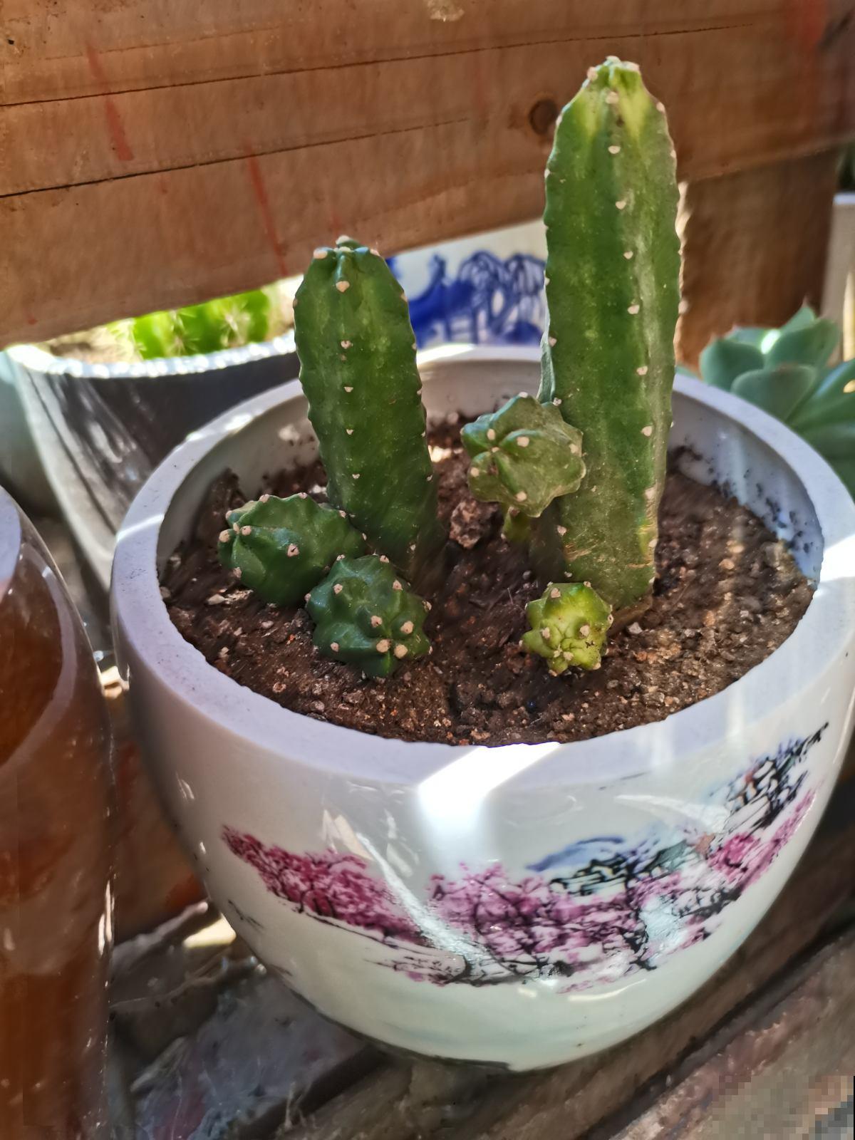 花盆要换盆的3个信号,多亏老花农告诫,难怪长势越来越旺 花盆要换盆的3个信号,多亏老花农告诫,难怪长势越来越旺