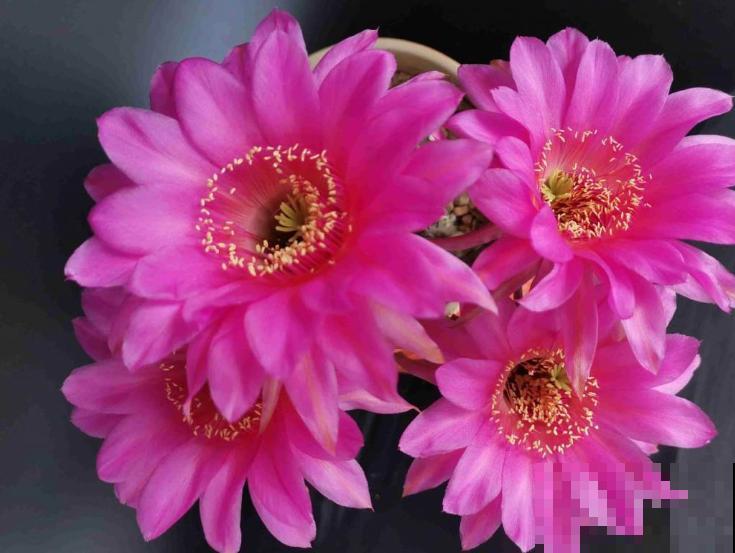 家里养盆彩草，好看好养，记住这4点轻松养殖