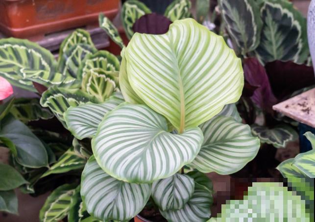 耐阴花就选竹芋，北阳台也能养，叶子美得像油画